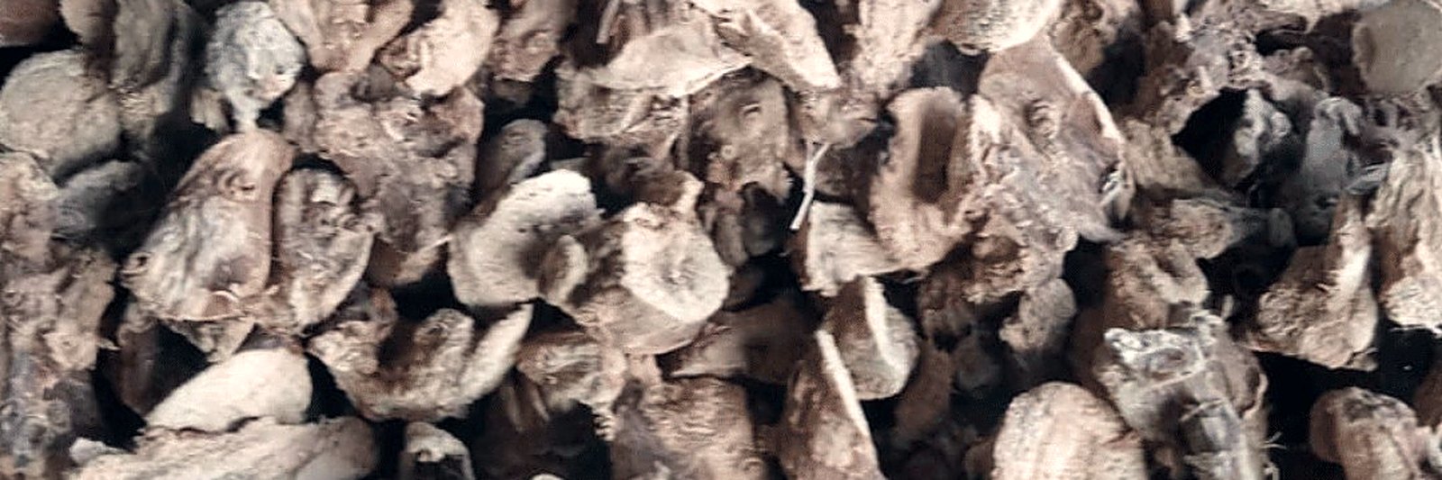 Dried galangal supplier Indonesia — Dried galangal — Dried Galangal (Lengkuas / Laos)