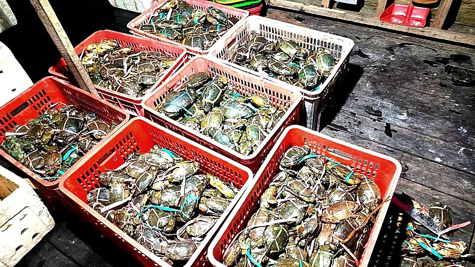 Live mud crab supplier Indonesia — Live mud crab — Live Mud Crab